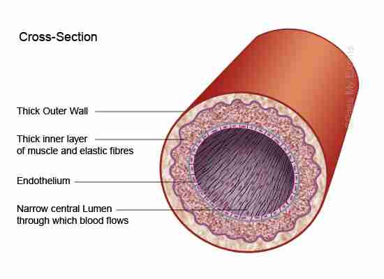 <ul><li><p>They are the largest blood vessels in the body </p></li><li><p>They have a thick muscular elastic wall and are located deep in the muscles</p></li><li><p>They have a small lumen without valves, which transports blood under high pressure creating a pulse. </p></li></ul>