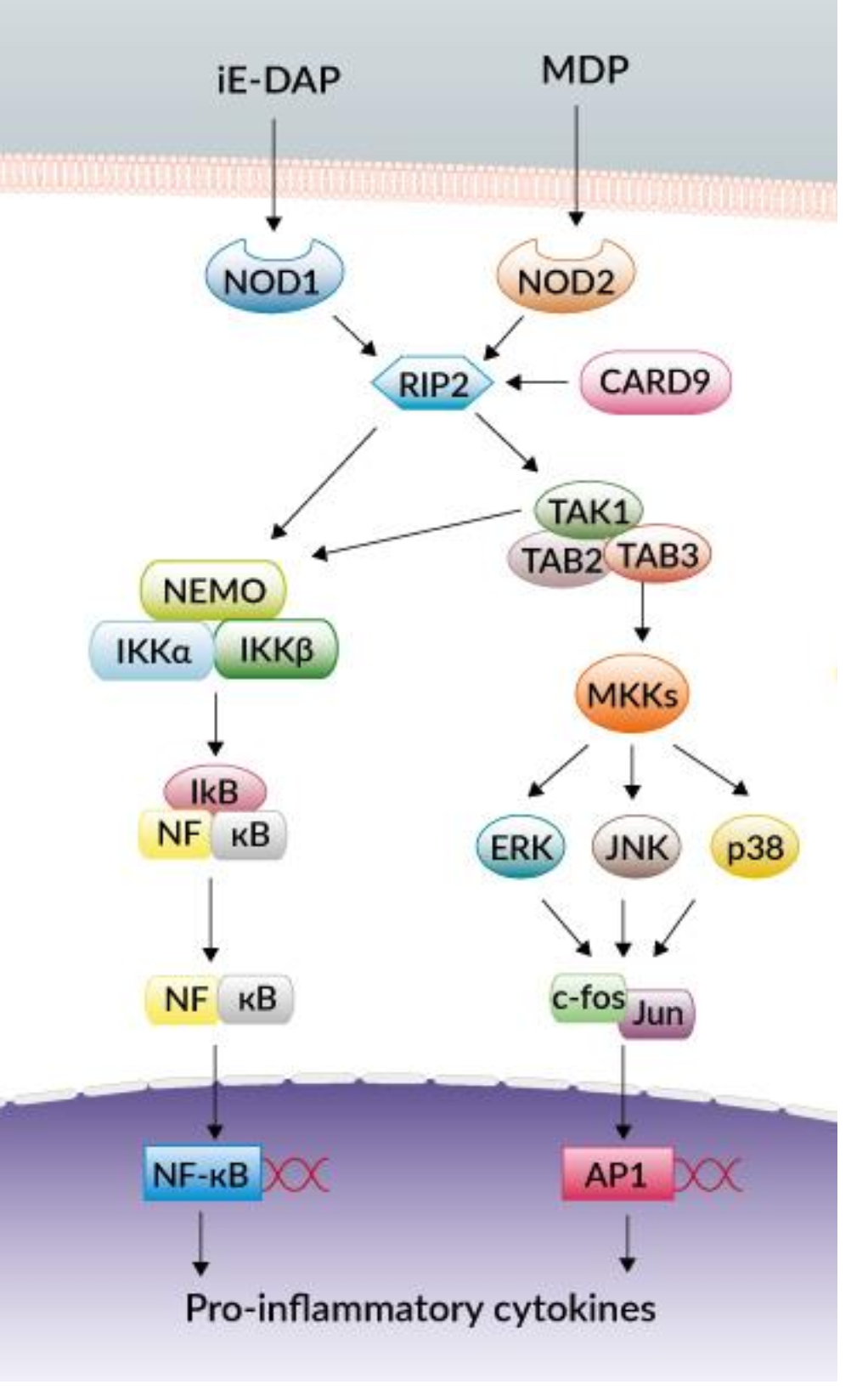 <p>NOD-1 or NOD-2 is activated upon signal, which will activate <strong>RIP2</strong> which mediates ubiquitination of <strong>NEMO/IKKγ</strong> leading to the activation of <strong>NF-k</strong>B and the production of inflammatory cytokines. In parallel,  poly-ubiquitinated RIP2 recruits <strong>TAK1</strong>, which leads to <strong>IKK</strong> complex activation and the activation of <strong>MAPKs.</strong></p>