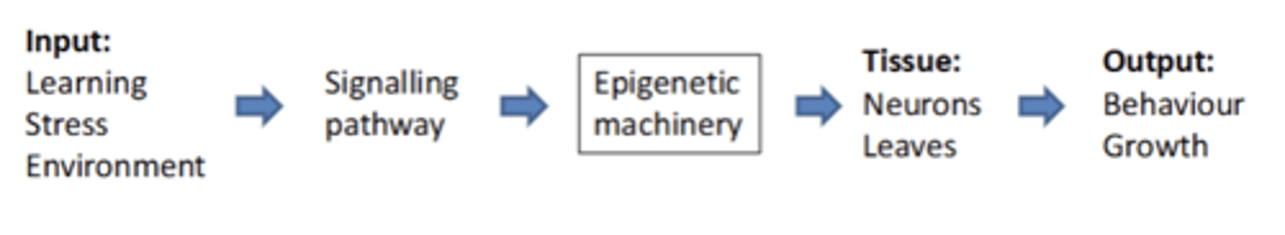 <p>Epigenetics allows gene expression to respond to a stress in the environment</p>