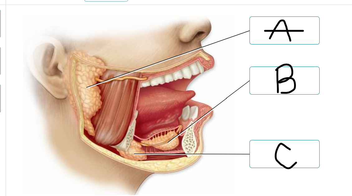 <p>label salivary glands</p>
