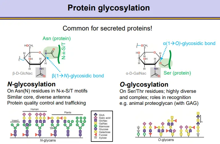 <ul><li><p>N-glycosylation, on an asparagine (N) residue in N-x-S/T motifs</p></li><li><p>O-glycosylation on a serine/threonine residue</p></li></ul><p>these are often used in recognition and signalling</p>