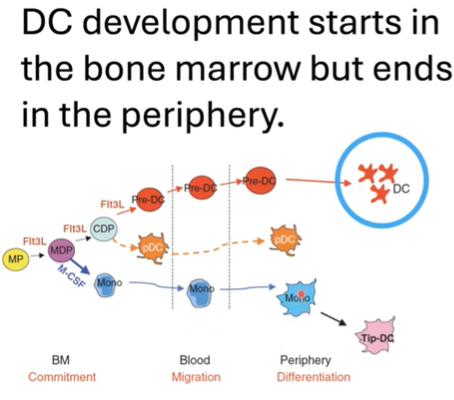<ul><li><p><strong>Dendritic cell (DC) development</strong> begins in the <strong>bone marrow</strong> and completes in <strong>peripheral tissues</strong>.</p></li><li><p>Starts with <strong>hematopoietic progenitors</strong> that produce <strong>myeloid cells</strong> committed to the <strong>DC lineage</strong>.</p></li><li><p><strong>Pre-dendritic cells</strong> differentiate into subsets in the bone marrow:</p><ul><li><p><strong>Conventional/classical DCs (cDCs)</strong>.</p></li><li><p><strong>Plasmacytoid DCs (pDCs)</strong>: specialize in <strong>interferon production</strong> for <strong>viral infections</strong>.</p></li><li><p><strong>Monocyte-derived DCs</strong> also belong to the DC lineage.</p></li></ul></li><li><p><strong>Flt3L</strong> is a crucial ligand required for DC development in both <strong>bone marrow</strong> and <strong>peripheral tissues</strong>.</p></li><li><p>In tissues, <strong>immature DCs</strong> are in a <strong>resting state</strong>, focused on <strong>antigen sampling</strong>.</p></li><li><p>Upon <strong>maturation</strong>, DCs activate, shifting function to <strong>antigen presentation</strong> for <strong>T cell activation</strong>.</p></li></ul><p></p>