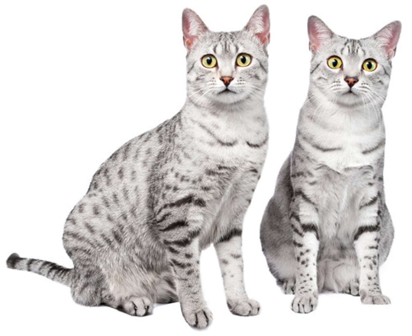 <p>Klassieke/gevestigde rassen</p><p>Altijd gevlekt tabby</p>