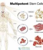 <p>Cells that can generate many cells of an organism</p>