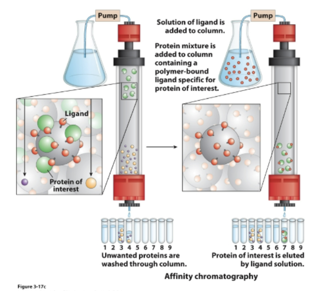 <p>• Protein binds a ligand immobilized on the stationary phase</p><p>• Highly specific type of chromatography</p><p>• Protein of interest is retained in the stationary phase</p><p>• Then the protein of interest is eluted by passing a solution of free ligand</p>