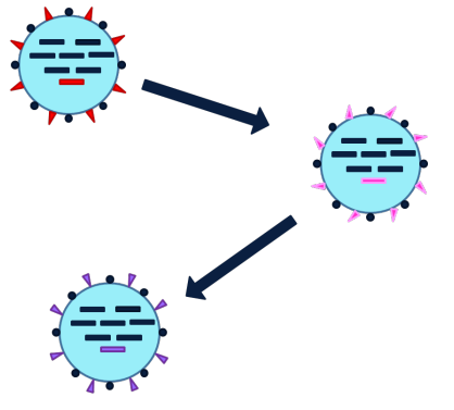 <p>What is the Slow accumulation of genetic mutations that alter the antigens on the surface of the virus a characteristic of (antigenic drift or shift)?</p>