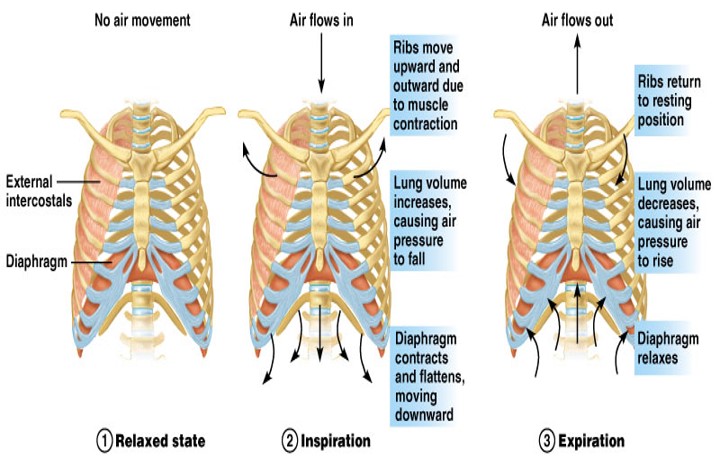 Respiratory Cycle