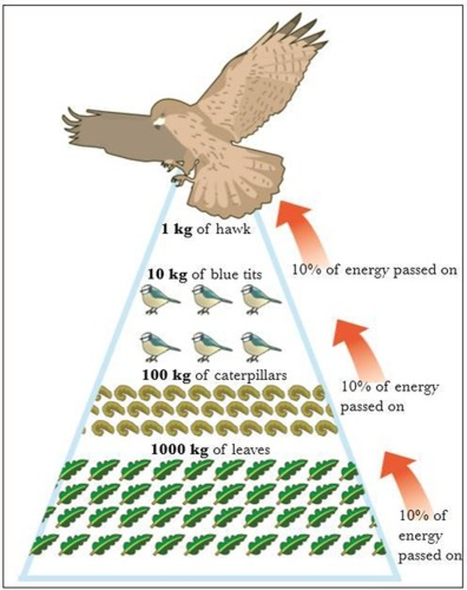 <p>This is because only 10% of the total available energy is passed on to the organisms at the next stage.</p>