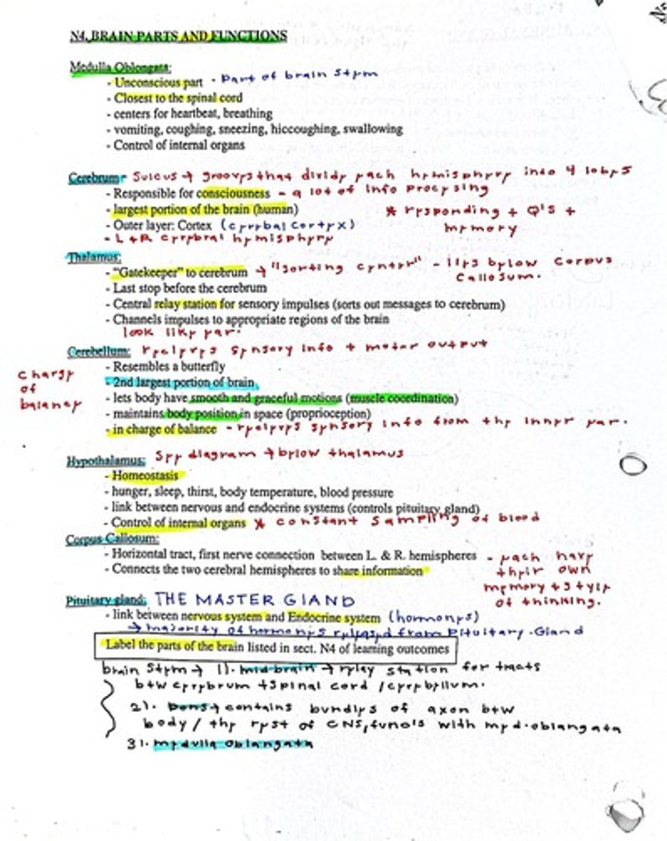 <p>Responsible for consciousness and information processing.</p>