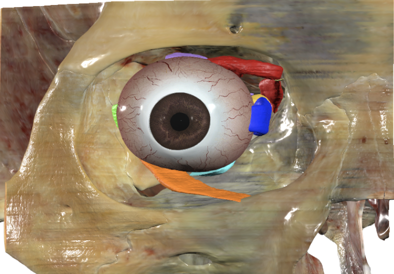 <p>identify all colored structures from the anterior view</p>