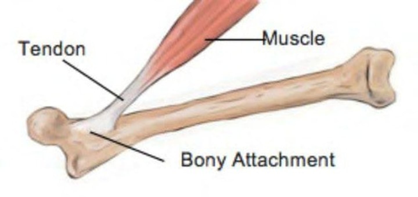 <p>Cord-like structure that links skeletal muscles to bones</p>