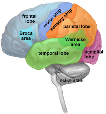 both hemispheres contain: frontal lobe, motor cortex, somasensatory cortex, parietal lobe, temporal lobe, occipital lobe 
only the left hemisphere contains Broca's area and Wernicke's area