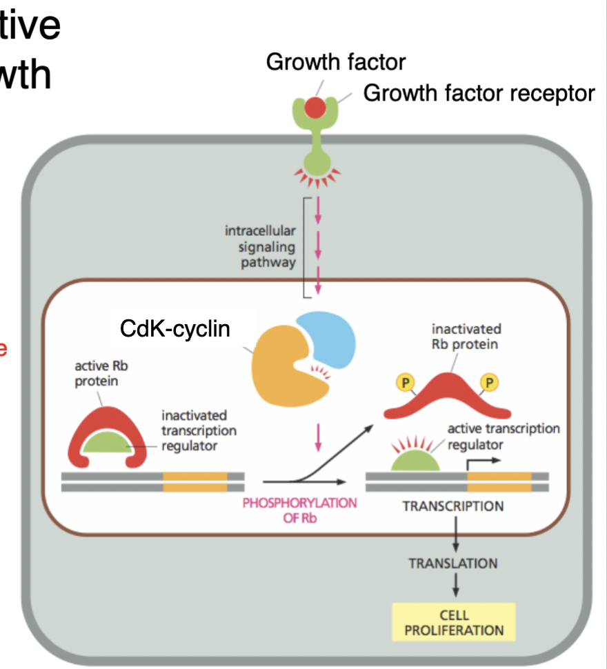 (example of how growth factors STIMULATE cell division)

\

1. growth factor is received by growth factor receptor (EXTRAcellular receptor) → causes conformation change in the receptor
2. conformation change initiates an INTRAcellular signaling pathway → results in signal sent to nucleus
3. *in the nucleus:*

   
   1. BEFORE signaling pathway reaches: active Rb protein is BOUND to transcriptor regulator → inactivates transcription factor → NO transcription (without signal)
   2. WITH signal: CDK-cyclin in the nucleus PHOSPHORYLATES Rb (adds 2 phosphate groups to Rb) → changes the shape of Rb → Rb can no longer stay bound to transcription regulator → THUS the phosphorylation of Rb DEactivates Rb function 
   3. transcription now occurs bc transcription regulator binds to DNA
4. *back outside of nucleus:*

   
   1. translation of transcribed RNA into protein 
5. RESULT of growth factor deactivating Rb pathway: CELL PROLIFERATION (the protein that is translated results in a protein that stimulates the cell cycle from G1 into S phase) 