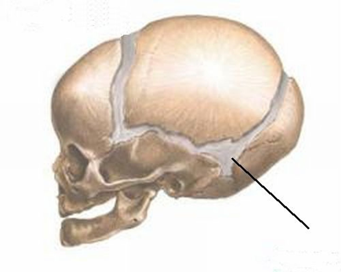 <p>Soft spots in infant skulls.</p>