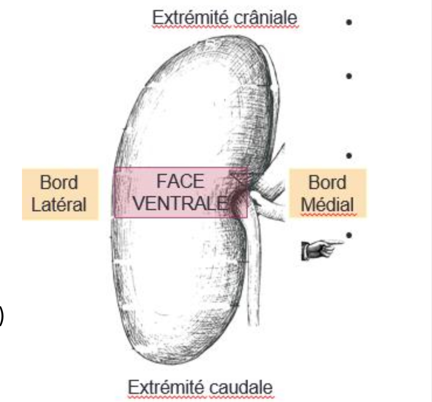 <p><span>1.<strong> </strong>Conformation externe :</span></p><p><span>- 2 faces : dorsale/ventrale</span></p><p><span>- 2 bords : latéral/médial (échancré par hile du rein, où sortent l’uretère, la vascularisation et les nerfs)</span></p><p><span>- 2 extrémités : crâniale/caudale</span></p><p><span>- Entouré d’une capsule fibreuse et graisseuse</span></p>