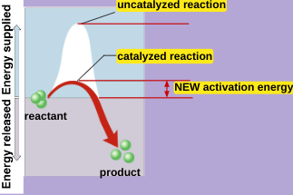 <p>reduce of amount of energy to start a reaction</p>