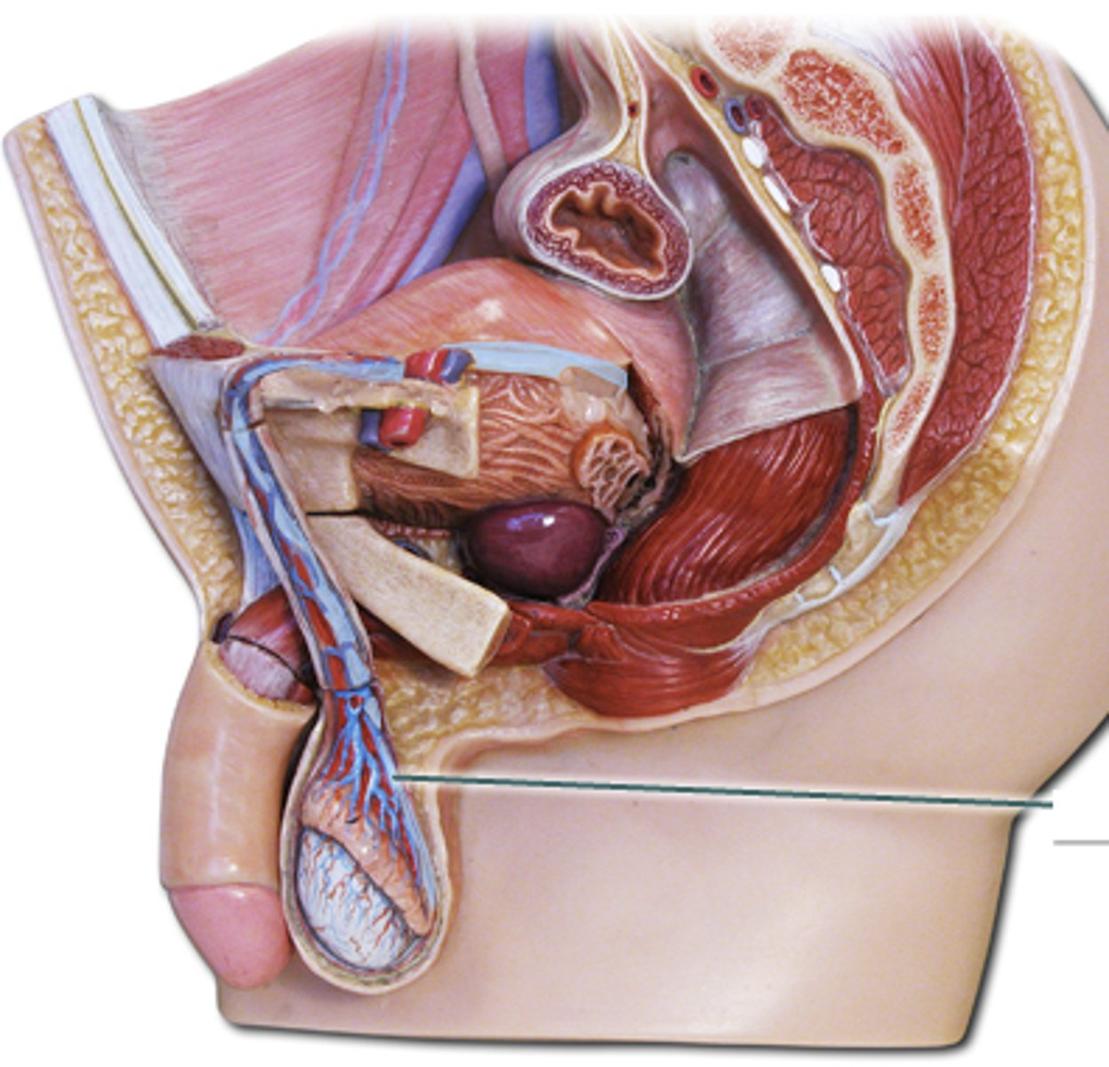 <p>tube that carries sperm from the epididymis to the urethra</p>