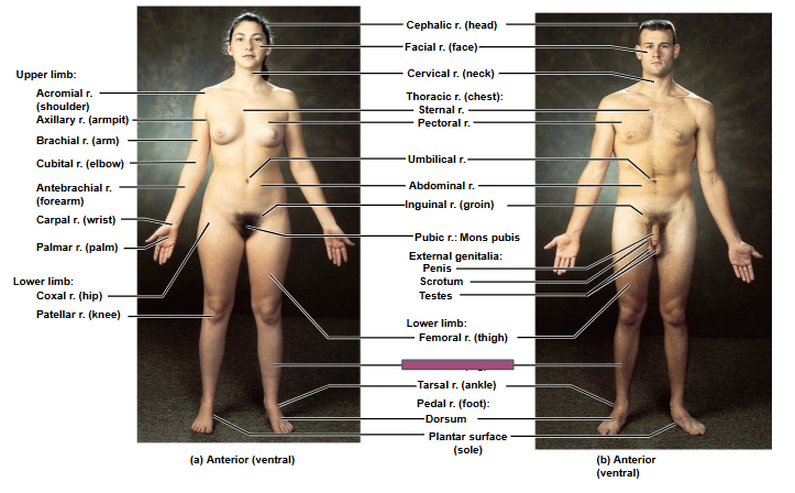 <p>Based on this anterior view, what is this region?</p>