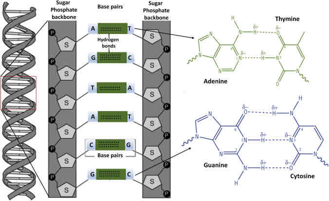 <p>Biological macromolecules that carries the cells genetic blueprint and carries instructions for the cells rings forming a planar structure</p>