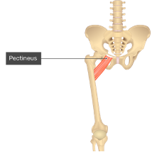 **O:** pectineal line of pubis (pectin pubis)

**I:** pectineal line of femur