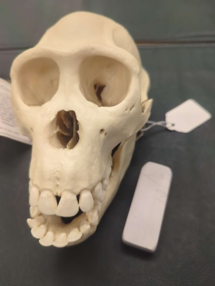 <p>What animal is this? Answer with "Skull" after animal name.</p>