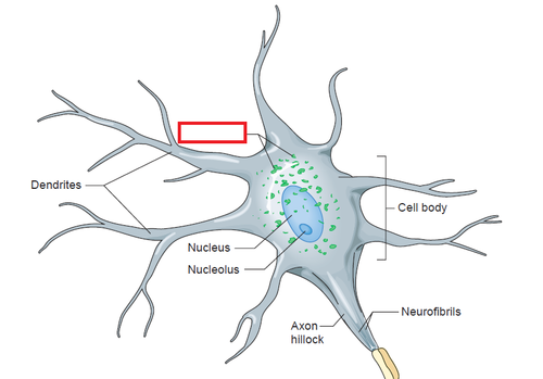 Small dots within the soma that are covered in ribosomes and are used for protein synthesis