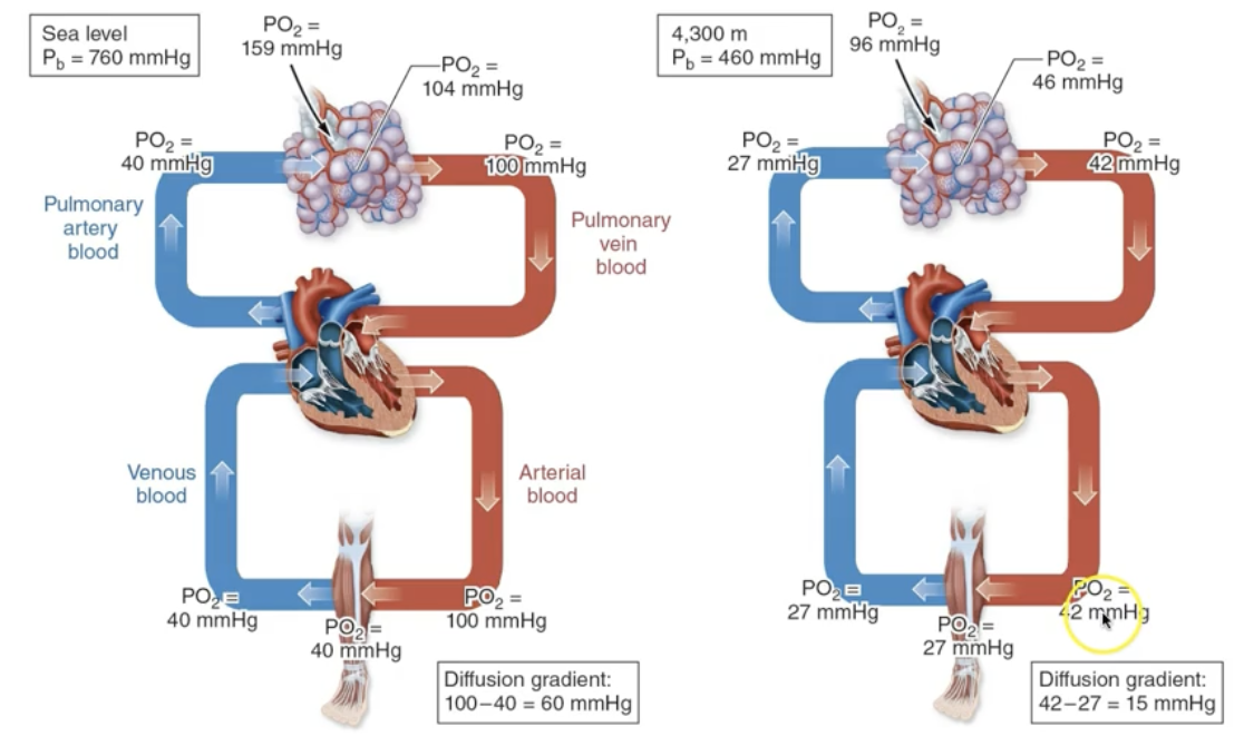 <p>What happens to PPO2 at higher altitudes?</p>