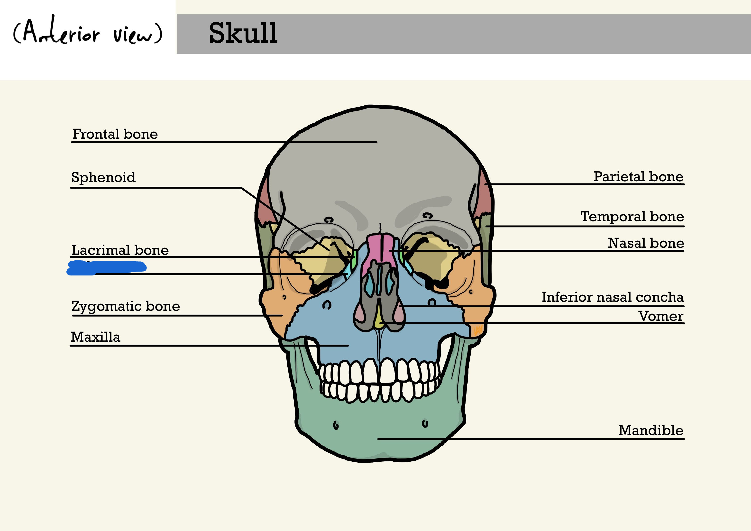 <p>what is the marked out lines bone? (anterior view)</p>