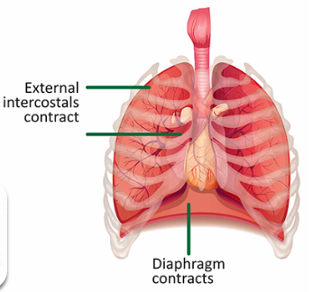 <p>They contract to pull the ribcage up and out, expanding the chest cavity and allowing air to flow into the lungs</p>