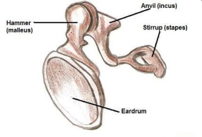 <p>4 parts of the Middle Ear</p>