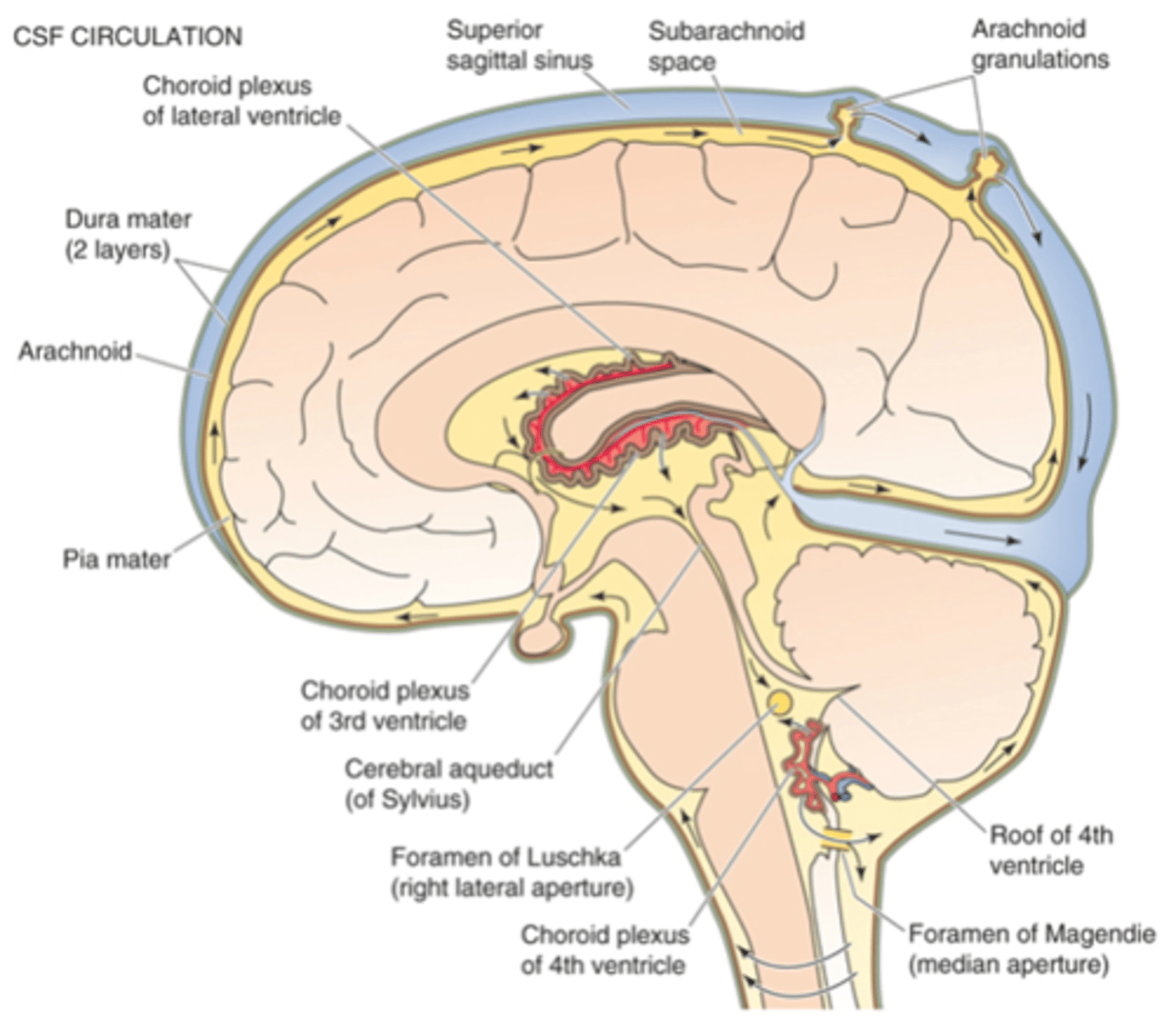 <p>What does cerebrospinal fluid circulate around?</p>