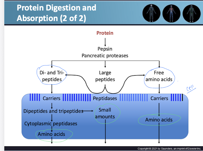 <ol><li><p>Protein is broken down by pepsin and pancreatic proteases into Di- and Tri- peptides, large peptides, and free amino acids</p></li><li><p>Di and Tri peptides enter the cell through carriers and can leave as amino acids or in small amounts</p></li><li><p>Large peptides enter the cell with peptidases and leave in small amounts</p></li><li><p>free amino acids enter the cell with a carrier and leave as amino acids</p></li></ol><p></p>