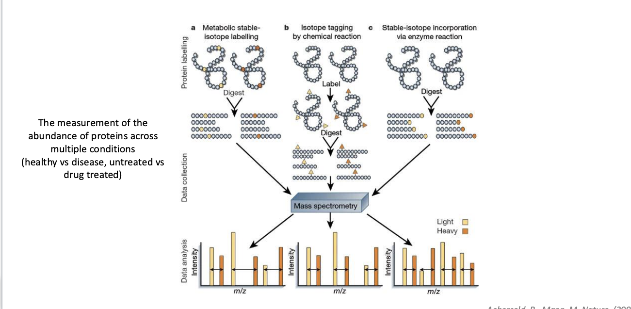 <ul><li><p>the measurement of the abundance of proteins across multiple conditions</p><ul><li><p>healthy vs disease</p></li><li><p>untreated vs drug treated</p></li></ul></li><li><p>3 approaches to quantify</p><ul><li><p>metabolic stable isotope labeling</p><ul><li><p>cells are grown in media containing “heavy” AA → proteins made in these cells incoporate the label during synthesis → labeled and unlabeled samples are mixed, digested, analyzed by MS</p></li></ul></li><li><p>isotope tagging by chem rxn</p><ul><li><p>proteins from different conditions digested first → peptides chemically labeled with isotopic tags</p></li></ul></li><li><p>stable-isotope incorporation via enzyme rxn</p><ul><li><p>stable isotopes is introducing during enzymatic digestion → label is added to peptides post-digestion</p></li></ul></li></ul></li></ul><p></p>