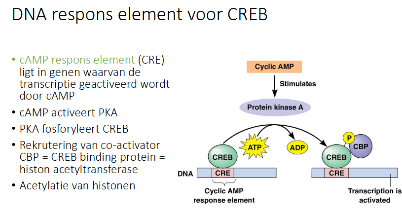 <ul><li><p>cAMP respons element (CRE) ligt in gene waarvan de transcriptie geactiveerd wordt door cAMP</p></li><li><p>cAMP acitveert PKA</p></li><li><p>PKA fosforyleert CREB</p></li><li><p>rekrutering van co-activator CBP = CREB binding = histon acetyltransferase</p></li><li><p>acetylatie van histonen</p></li></ul><p></p>