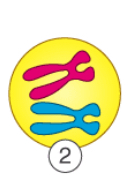 <p>What happens in prophase?</p>