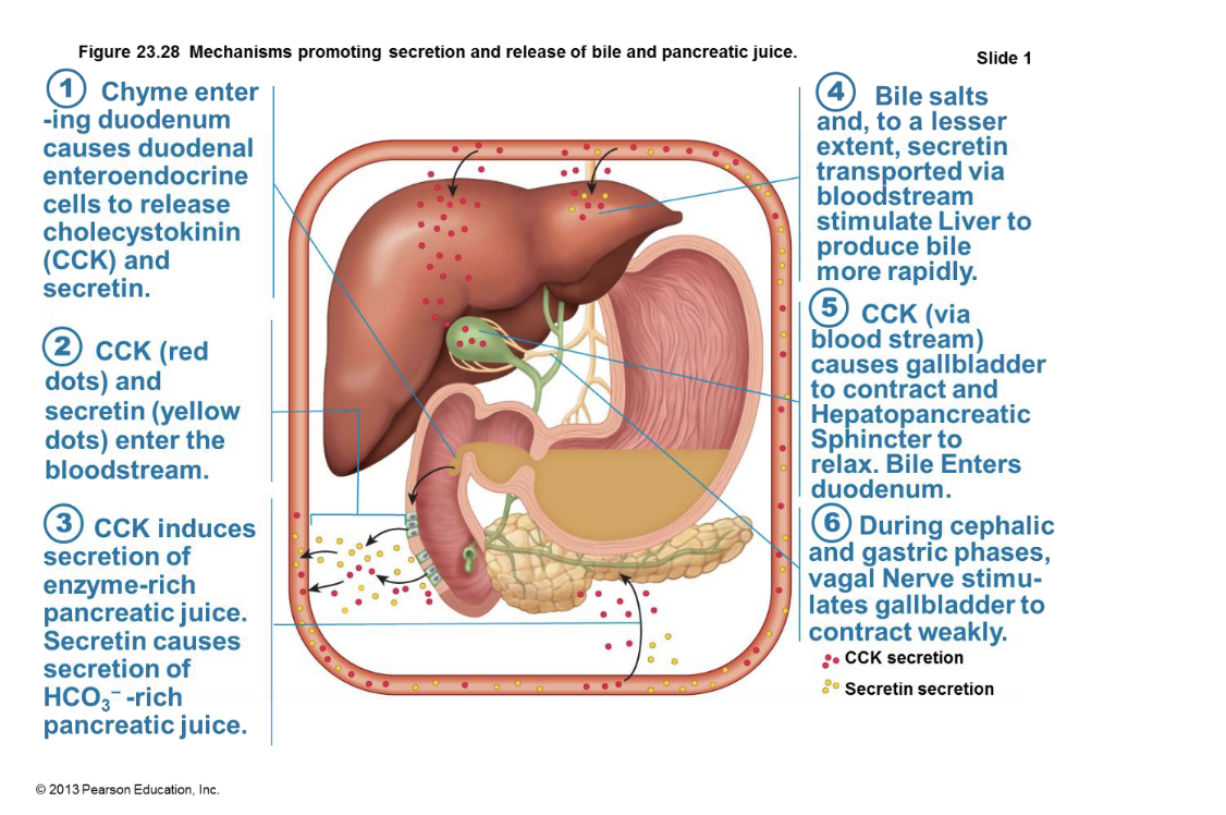 <p>The image illustrates how the body regulates the secretion and release of bile and pancreatic juice.</p><p>1.  Chyme enters the duodenum, triggering the release of cholecystokinin (CCK) and secretin.</p><p>2.  CCK and secretin enter the bloodstream.</p><p>3.  CCK stimulates the pancreas to secrete enzyme-rich juice, while secretin causes the pancreas to secrete bicarbonate-rich juice.</p><p>4.  Bile salts and secretin stimulate the liver to produce bile.</p><p>5.  CCK causes the gallbladder to contract, releasing bile into the duodenum.</p><p>6.  During cephalic and gastric phases, the vagal nerve stimulates the gallbladder to contract weakly.</p><p></p>