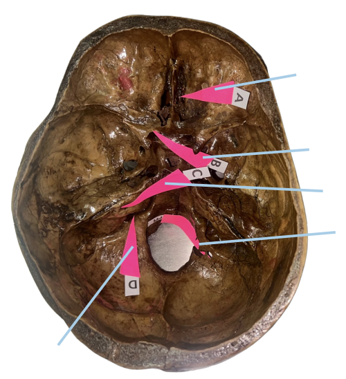 <p>Identify the structure of the skull labelled as C.</p>