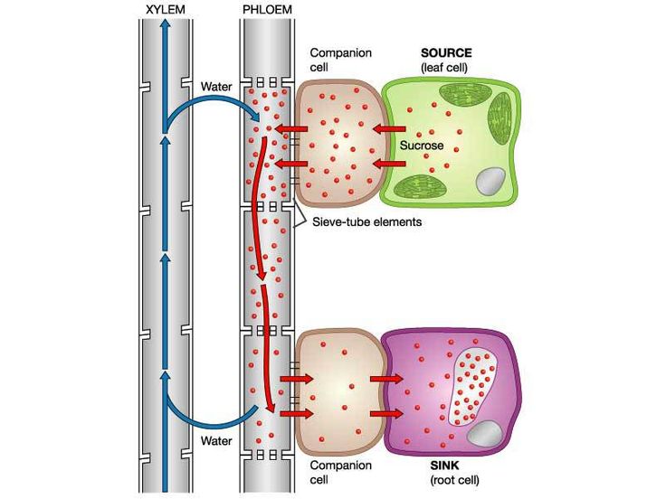 <p>what is this diagram showing</p>