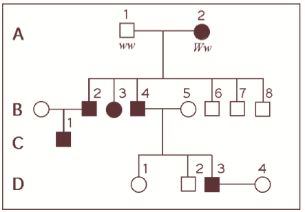 <p><span>The pedigree chart below is for a family, some of whose members exhibit the recessive trait, wooly hair. Affected individuals are indicated by an open (non-shaded) square or circle. Use the chart to answer the following questions. &nbsp;What is the genotype of individual B-5?</span></p><p><span>WW</span></p><p><span>Ww</span></p><p><span>ww</span></p><p>&nbsp;<span>WW or ww</span></p><p><span>ww or Ww</span></p>
