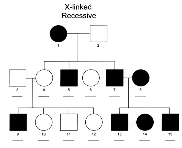 <ul><li><p><strong><span>100% incidence of affected sons from an affected mother suggests X-linked recessive</span></strong></p></li><li><p><strong><span>Affected fathers</span></strong><span> will pass their traits to all their </span><strong><span>daughters</span></strong><span>, who will be carriers but will not express the trait; </span><strong><span>son of the affected fathers</span></strong><span> will not inherit the trait since they inherit their Y chromosome from their father, not their X chromosome</span></p></li><li><p><span>Affected mothers can pass the trait to both sons and daughters, but sons are more likely to express the trait as they only have one X chromosome. Daughters will only express the trait if they inherit the affected X chromosome from both parents.&nbsp;</span></p></li></ul>