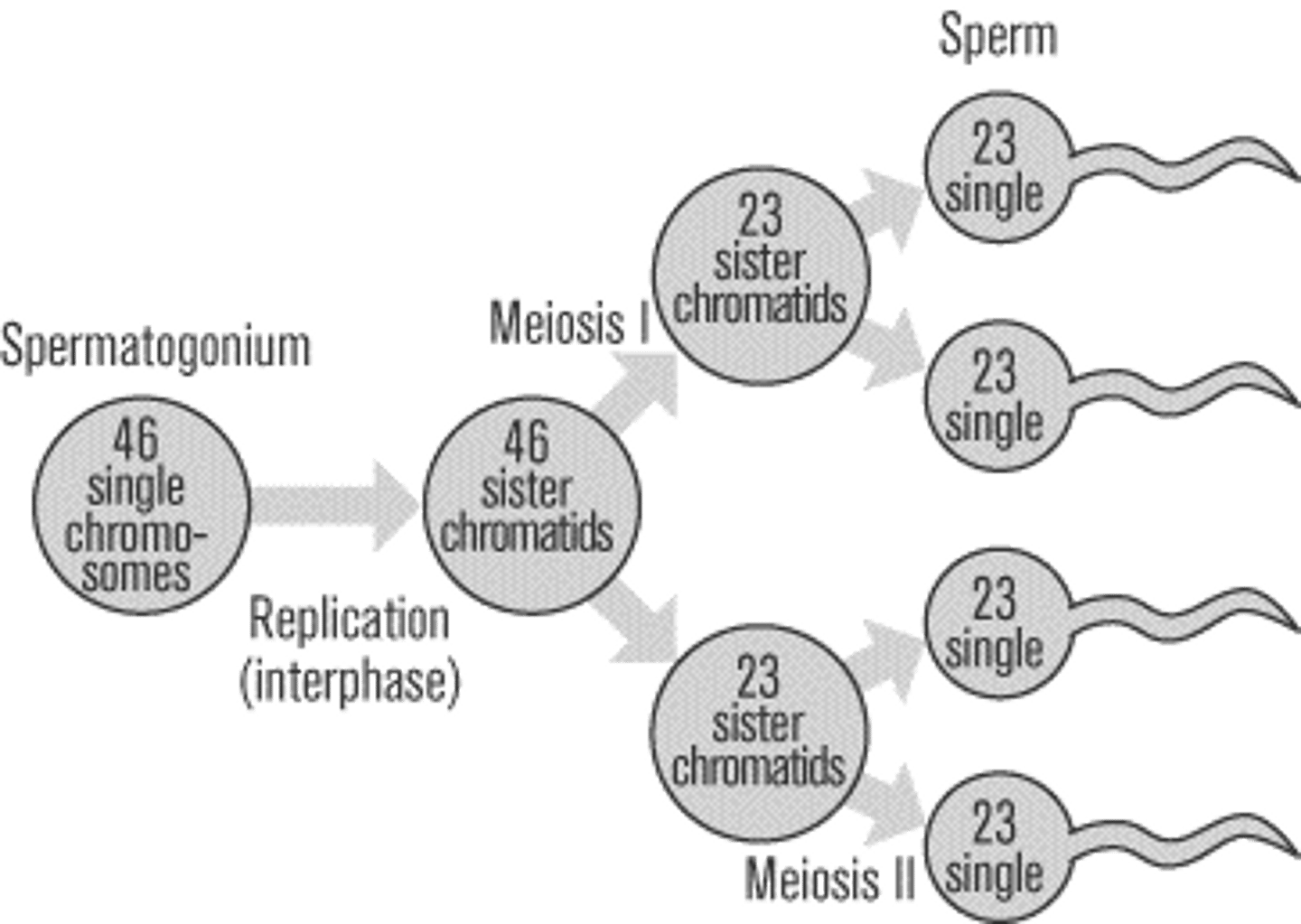 <p>production of sperm</p>