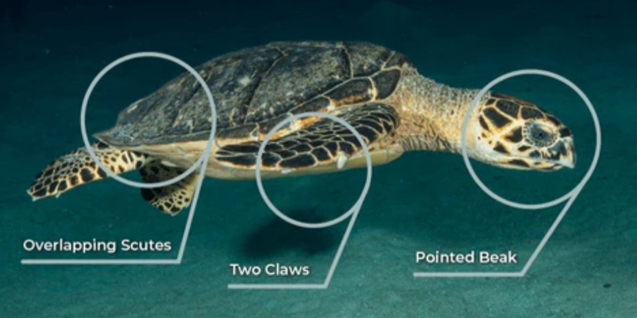 <p>Cheloniidae family</p><p class="has-focus">omnivores, but their diet consists primarily of sea sponges (making up 70–95% of their food). They also eat a variety of other marine life and plants, including algae, corals, jellyfish, mollusks, and crustaceans</p><p class="has-focus">narrow, bird-like beak and a unique shell with thick, overlapping scutes that create a serrated edge. Their shells have a mottled pattern of amber, brown, orange, and black, and their heads have two pairs of prefrontal scales. The flippers are also noteworthy, each featuring two claws</p>