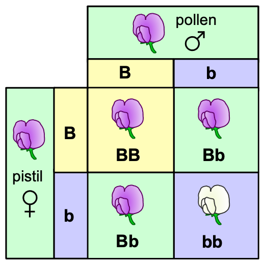 <p><span>Transmission of <strong>alleles</strong> or discrete units of genes.</span></p>