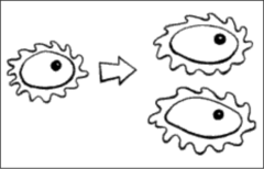 A reproductive process that involves only one parent and produces offspring that are identical to the parent. (very efficient, but less/no diversity - favored in unchanging environments)