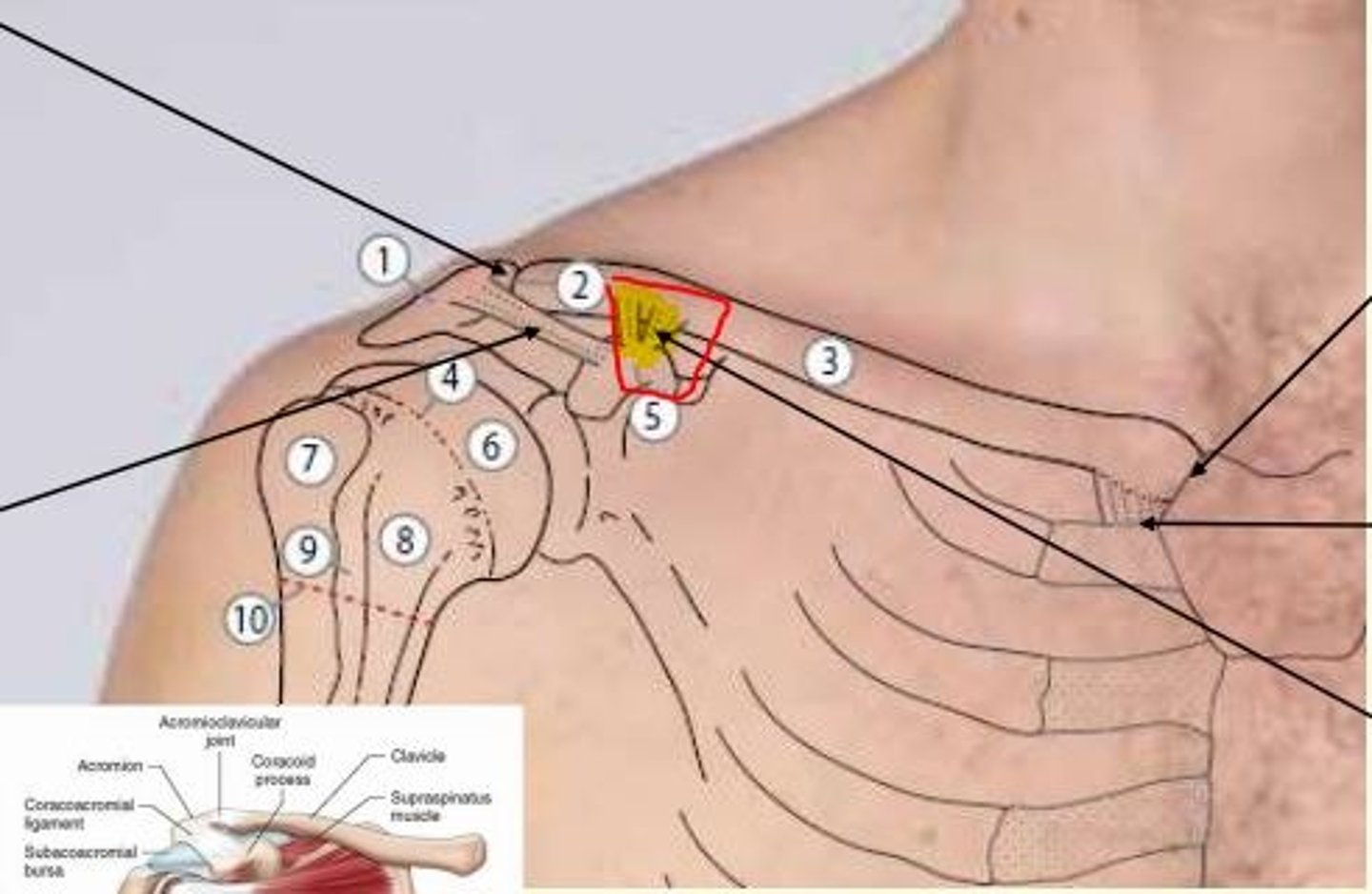 <p>Coracoclavicular ligament</p><p>Can be torn by AC (acromioclavicular) joint dislocation</p>