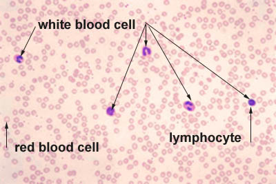 <p>What is the function of leukocytes (WBC)?</p>
