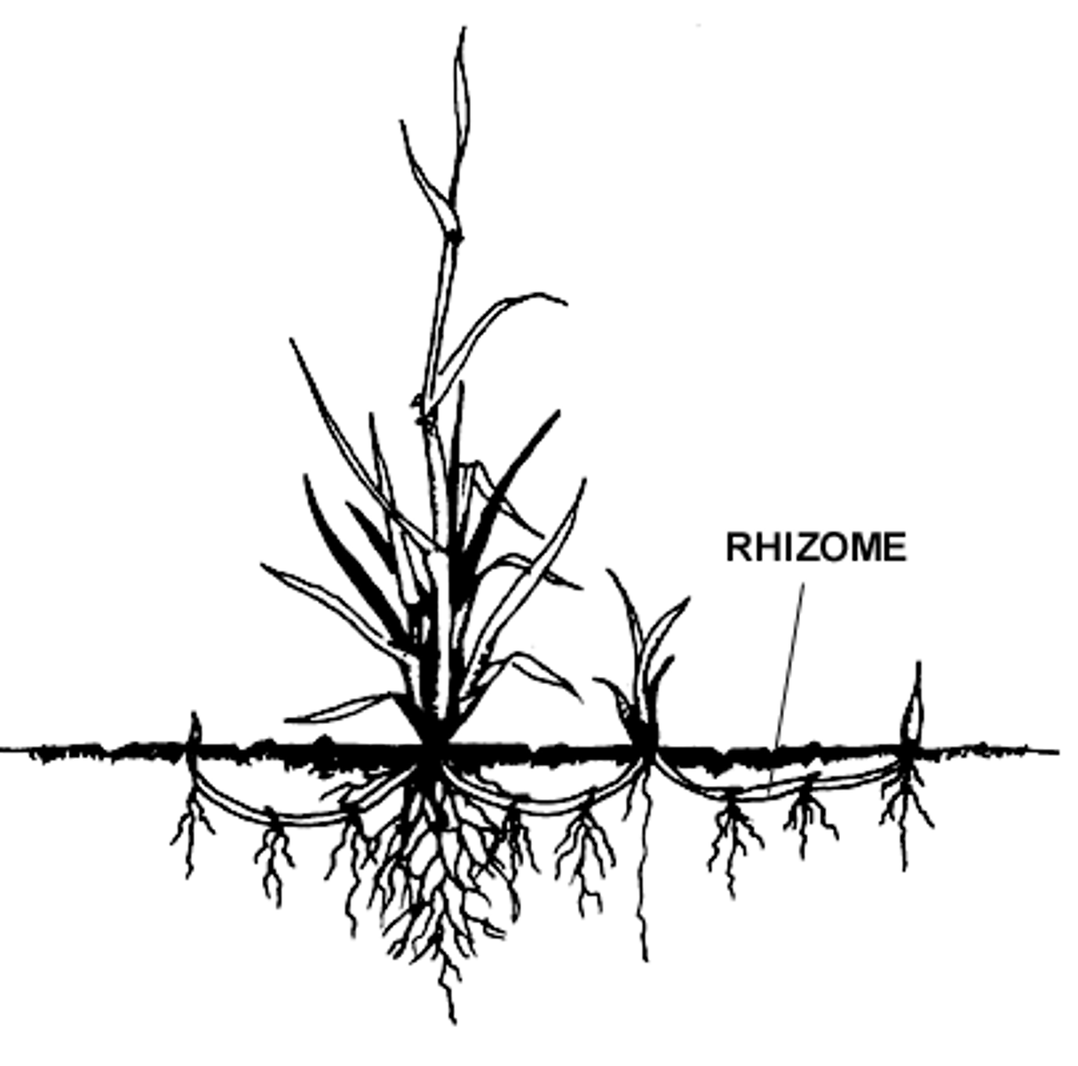 <p>a continuously growing, horizontal underground stem that puts out roots and shoots from its nodes</p>