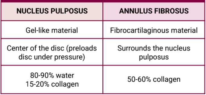 <p>nucleus pulposus (gel-like) and annulus fibrosus (fibrocartilaginous)</p>