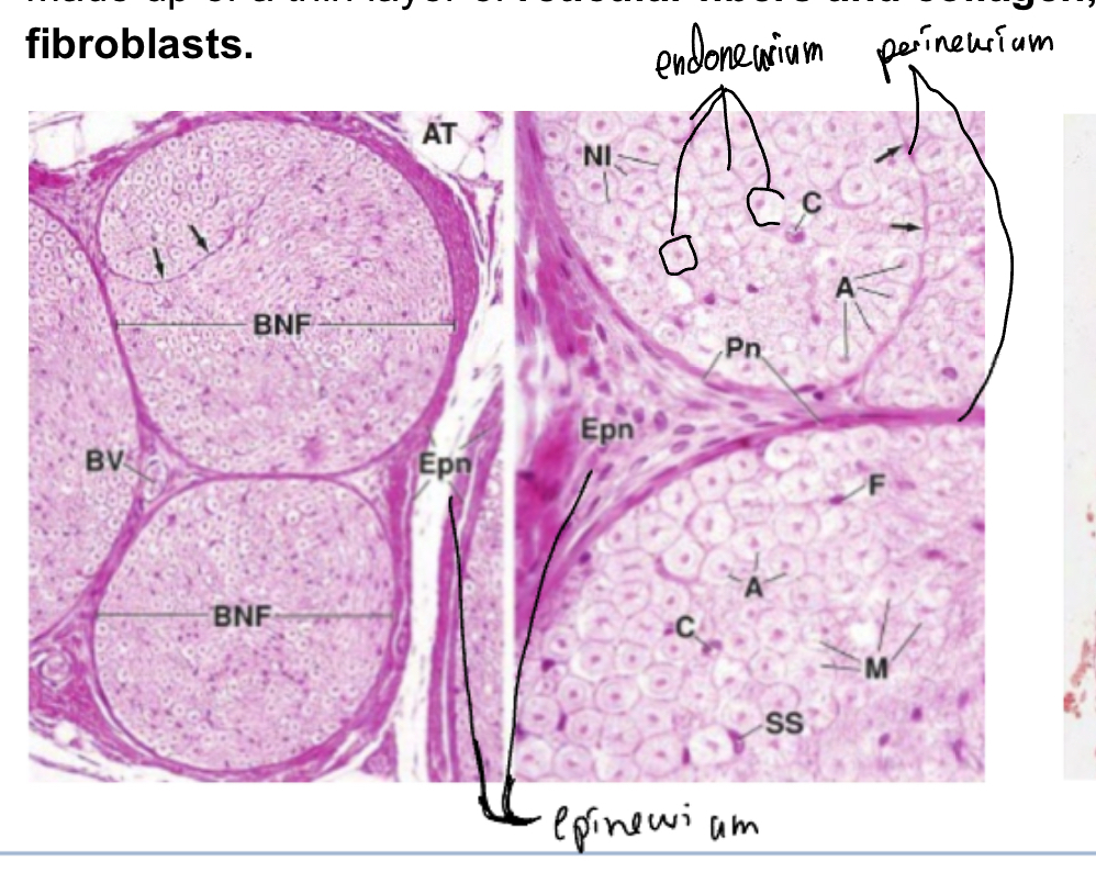 <p>They are cordlike bundles made of nerve fibers surrounded by connective tissues, seen in microscopy as white is myelin surrounding the nerves. Conatins the following:</p><ul><li><p>Epinerium: Outermost, consisting of dense fibrous connective tissues, often embedded in adipose tissue</p></li></ul><ul><li><p>Perinerium: surroduns each bundle of nerve fibers, made up of speacialized connective tissues which block+regulate trhu tight junctions (form blood-nerve barier)</p></li><li><p>Endoneurium: surrunds each individual nerve fiber, made of reticular fibers and collagen, containign some fibroblasts.</p></li></ul><p>The nerves are axons+supporting cells and the gnaglia is the neuronal bodies</p>