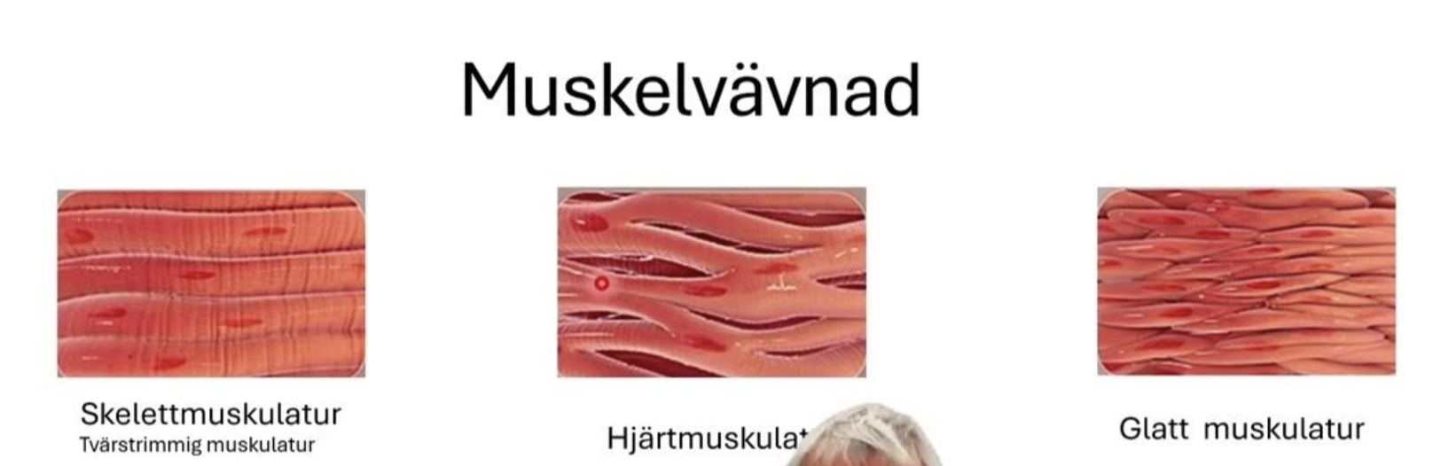 <p>De <strong>autonoma</strong> reflexerna styr tex hjärtmuskulaturen och den glatta muskulaturen runt inre organ, tarmar, och blodkärl.</p><p>De <strong>somatiska </strong>reflexerna påverkar den tvärstrimmiga skelettmuskulaturen. (<span><span>viljestyrd muskelvävnad)</span></span></p>